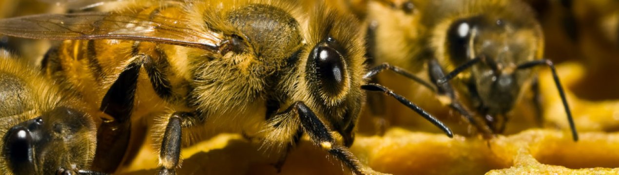 Основні особливості вуликів «Удав»