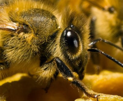 Основні особливості вуликів «Удав»