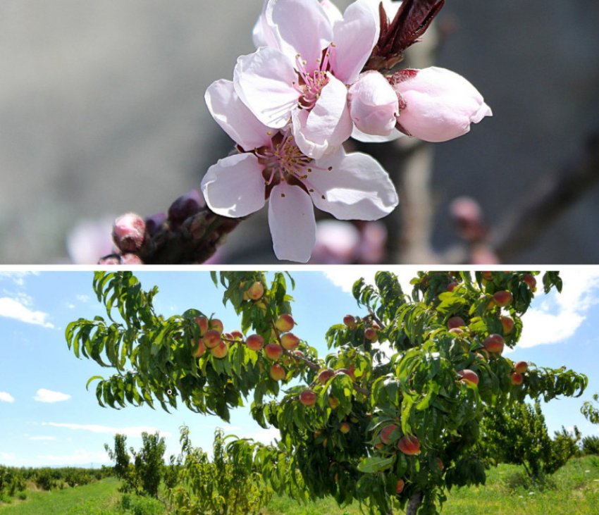 Опис дерева і цвітіння персика сорти Коллінз