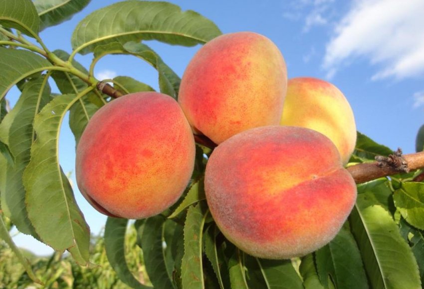 Плід персика орта Коллінз