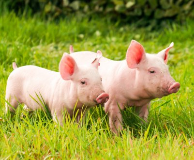 Як самому каструвати поросят у домашніх умовах