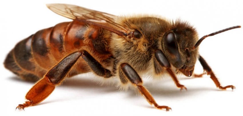 Матка бджіл