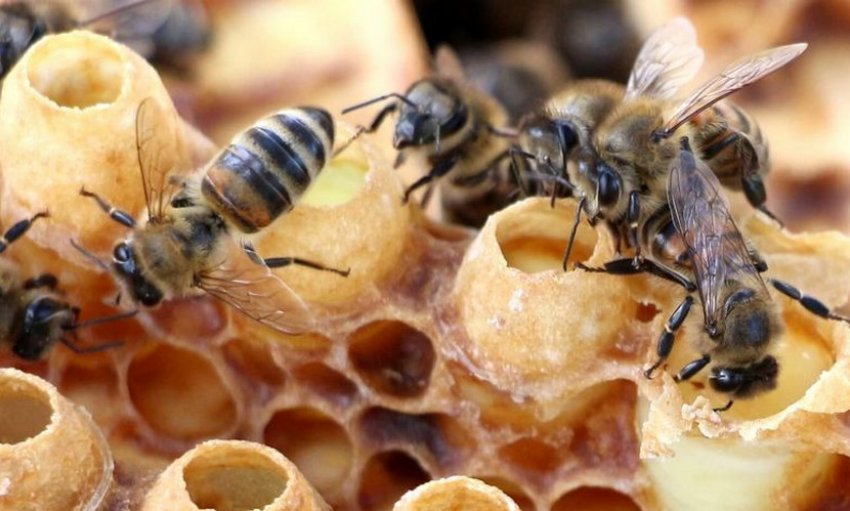 Годування маточним молочком