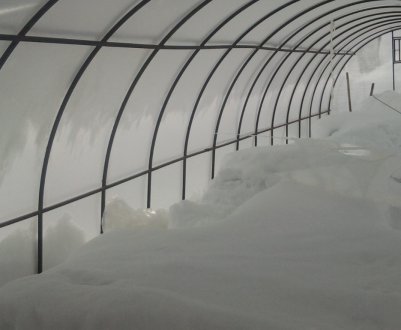Потрібно заносити сніг у теплицю взимку?