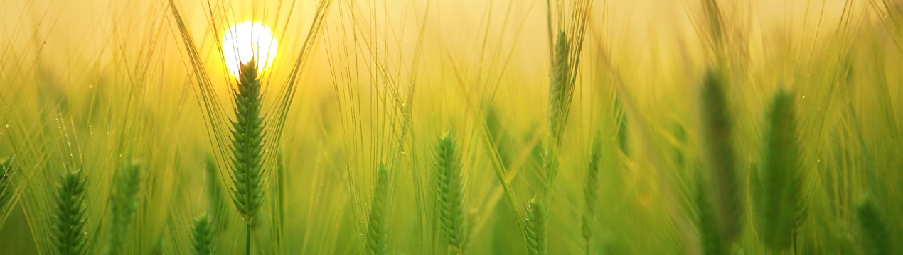 Нічні заморозки погубили башкирська урожай зерна