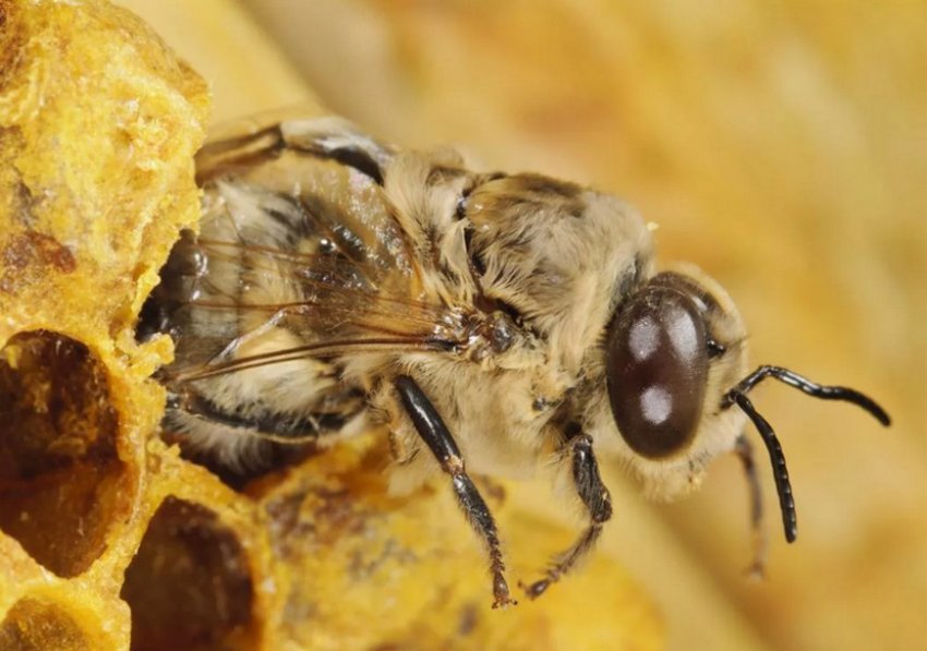 Молода бджола