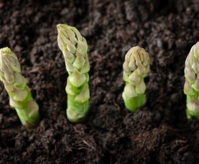 Пересадка спаржі восени