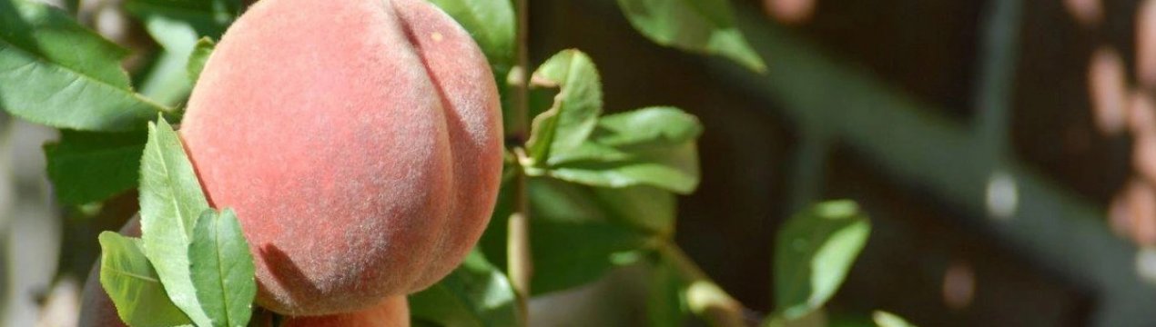 Характеристика і правила вирощування персика Московський карлик