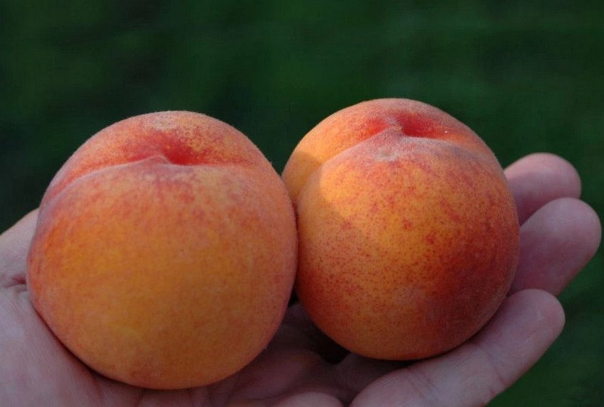 Персик сорти Московський карлик