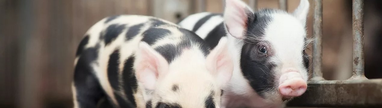 Закарпатська Госпродпотребслужба відзвітувала про АЧС і сказ тварин в області