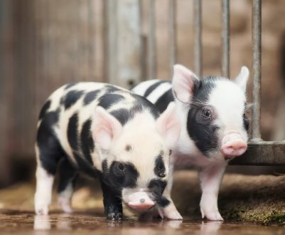 Закарпатська Госпродпотребслужба відзвітувала про АЧС і сказ тварин в області