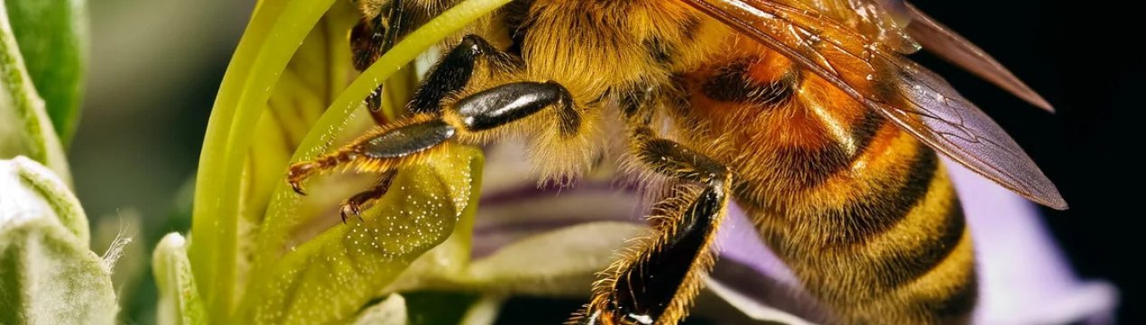 Призначення робочих бджіл