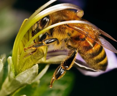 Призначення робочих бджіл