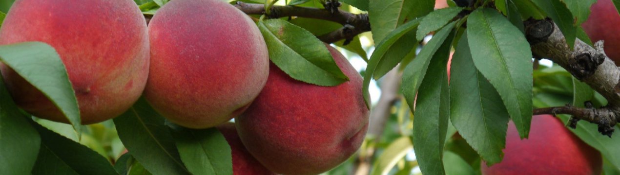 Особливості сорту персика Кардинал