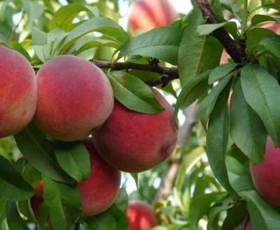 Особливості сорту персика Кардинал
