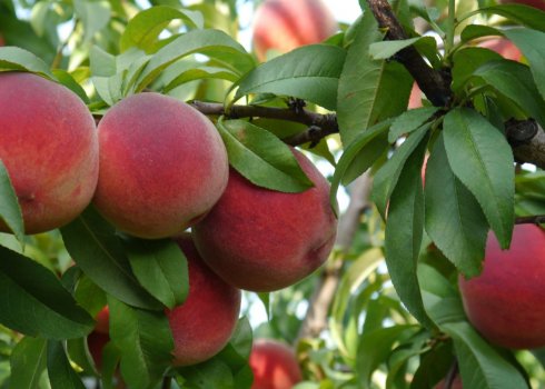 Особливості сорту персика Кардинал