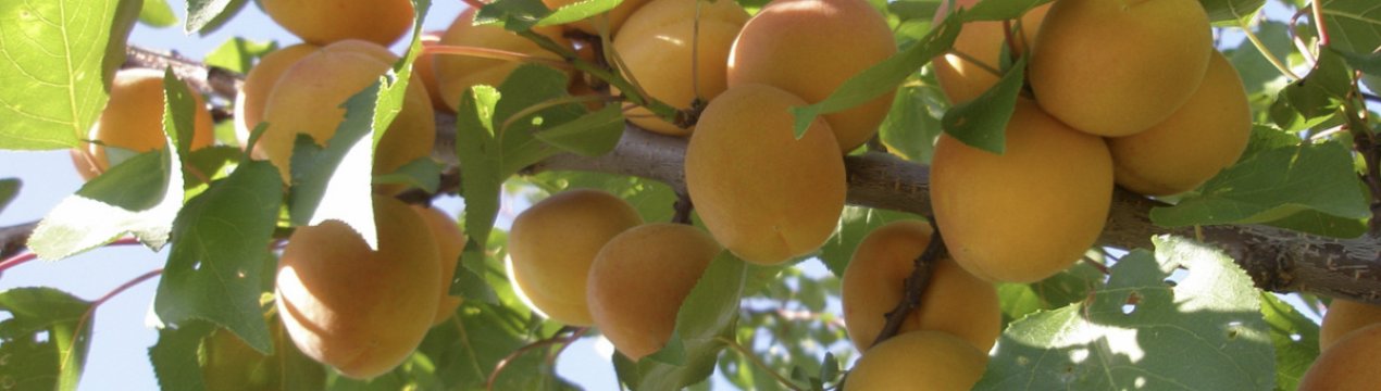 Особливості посадки і догляду за сортом абрикоса Амур