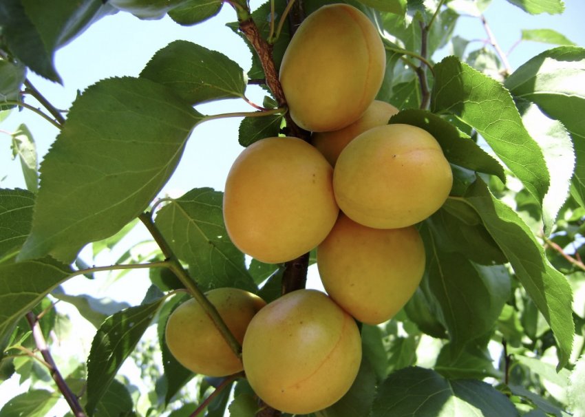 Недозрілі абрикоси сорту Амур Недозрілі абрикоси сорту Амур