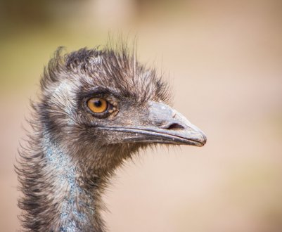 Страус ему: опис та характеристика способу життя і середовище проживання