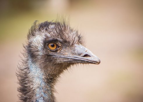 Страус ему: опис та характеристика способу життя і середовище проживання