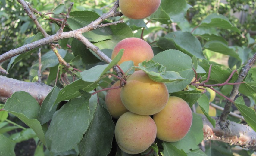 Абрикос сорти Амур Абрикос сорти Амур