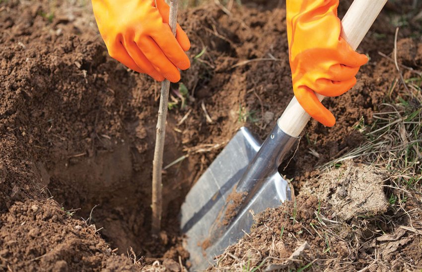 Посадка абрикоса Посадка абрикоса