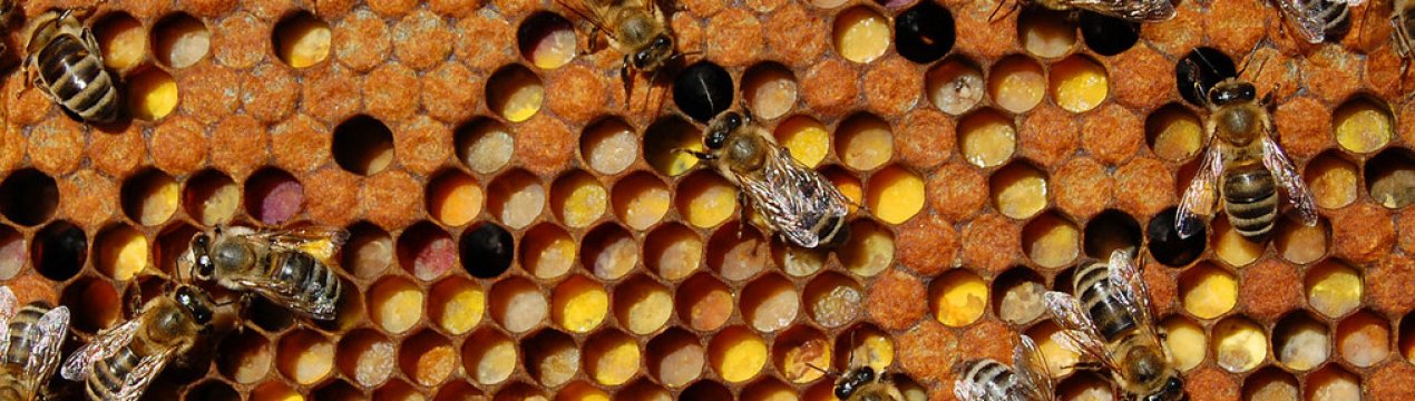 Використання перги в косметології