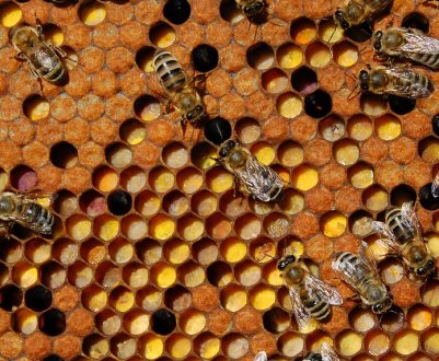 Використання перги в косметології