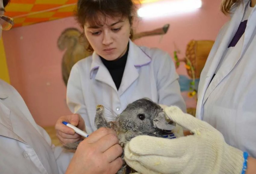 Білоцерківський національний аграрний університет співпрацюватиме з Національної ветеринарної школою Франції Білоцерківський національний аграрний університет співпрацюватиме з Національної ветеринарної школою Франції