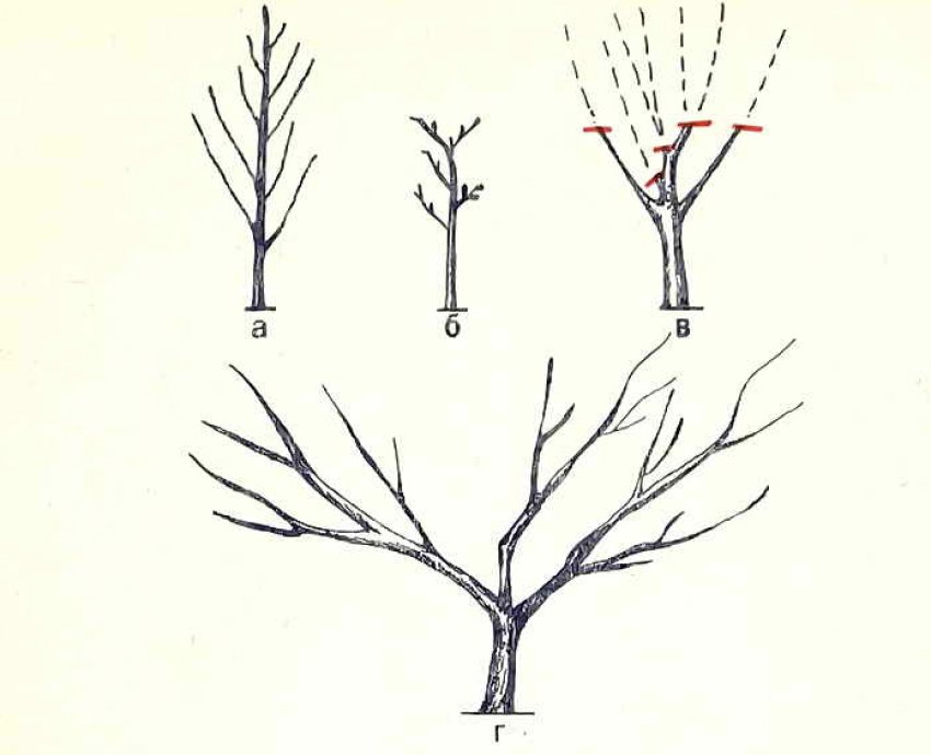 Безъярусная формування крони Безъярусная формування крони