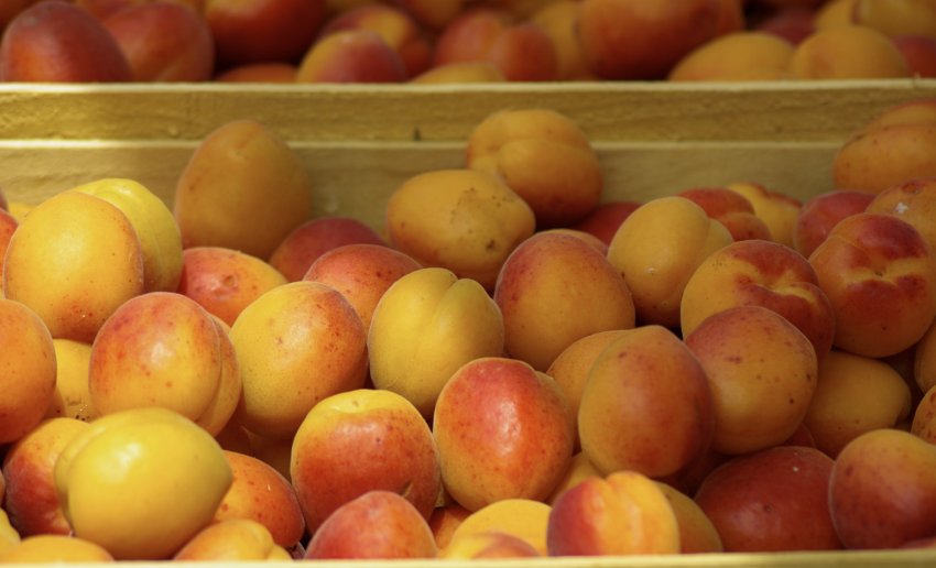 Урожай абрикоса Амур Урожай абрикоса Амур