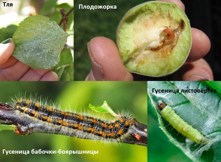 Шкідники абрикоса Шкідники абрикоса