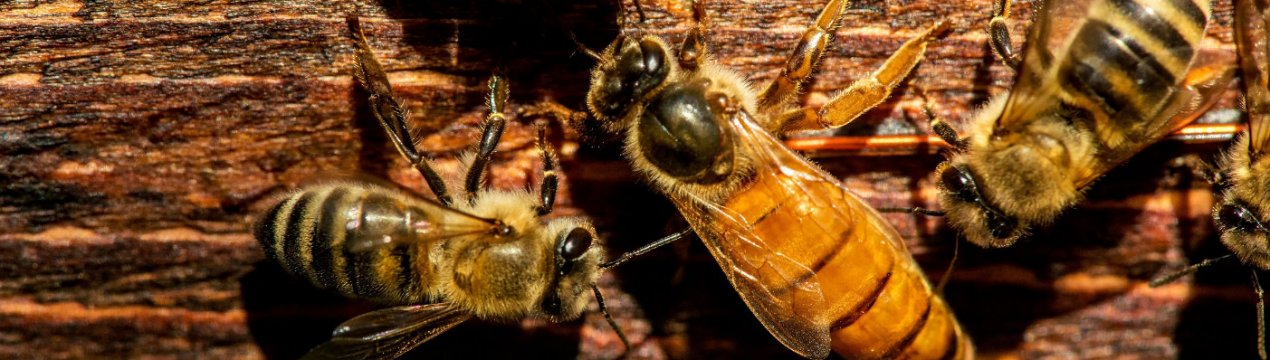 Розмноження бджіл шляхом партеногенезу