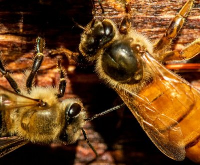 Розмноження бджіл шляхом партеногенезу