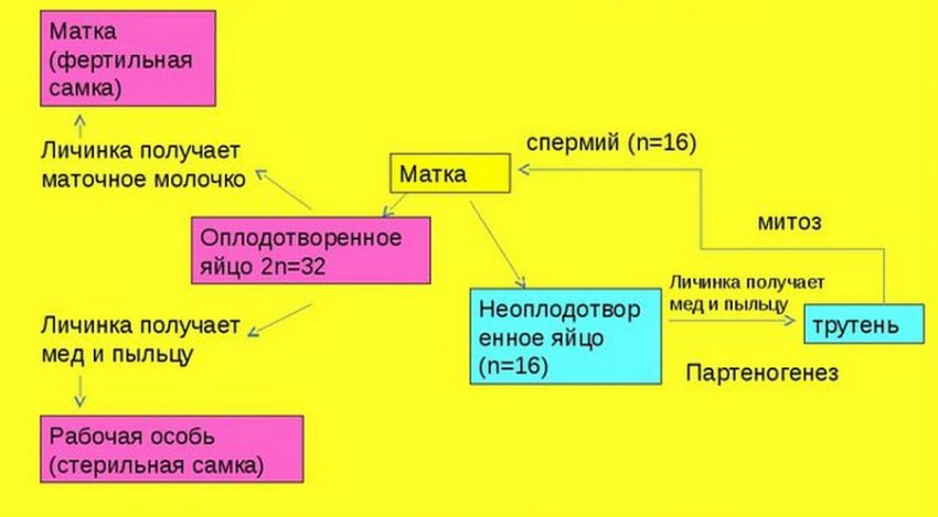 Партеногенез Партеногенез