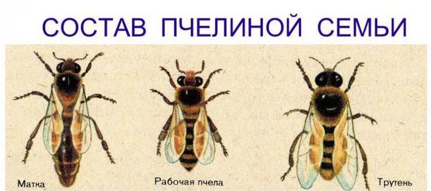 Партеногенез пчел способ размножения