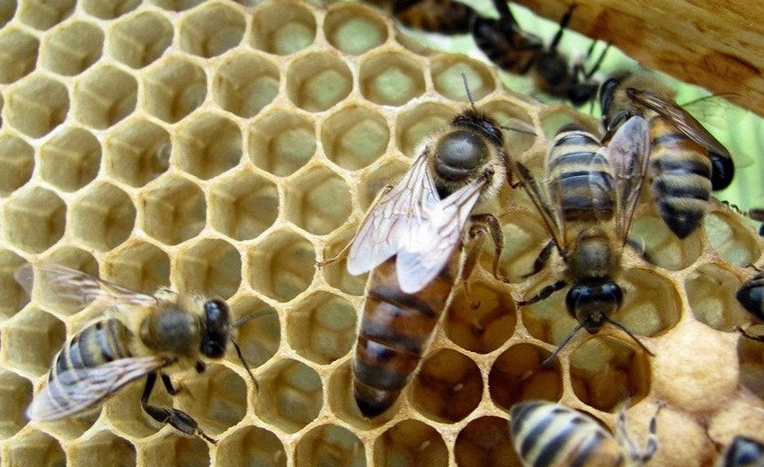 Матка Матка