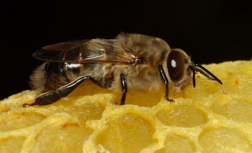 Трутень Трутень