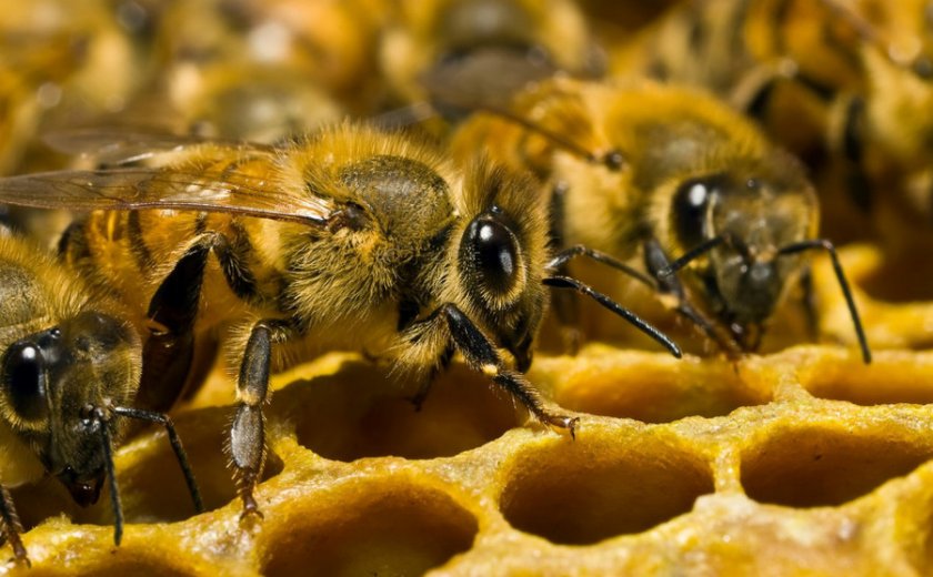 Рабочие пчёлы