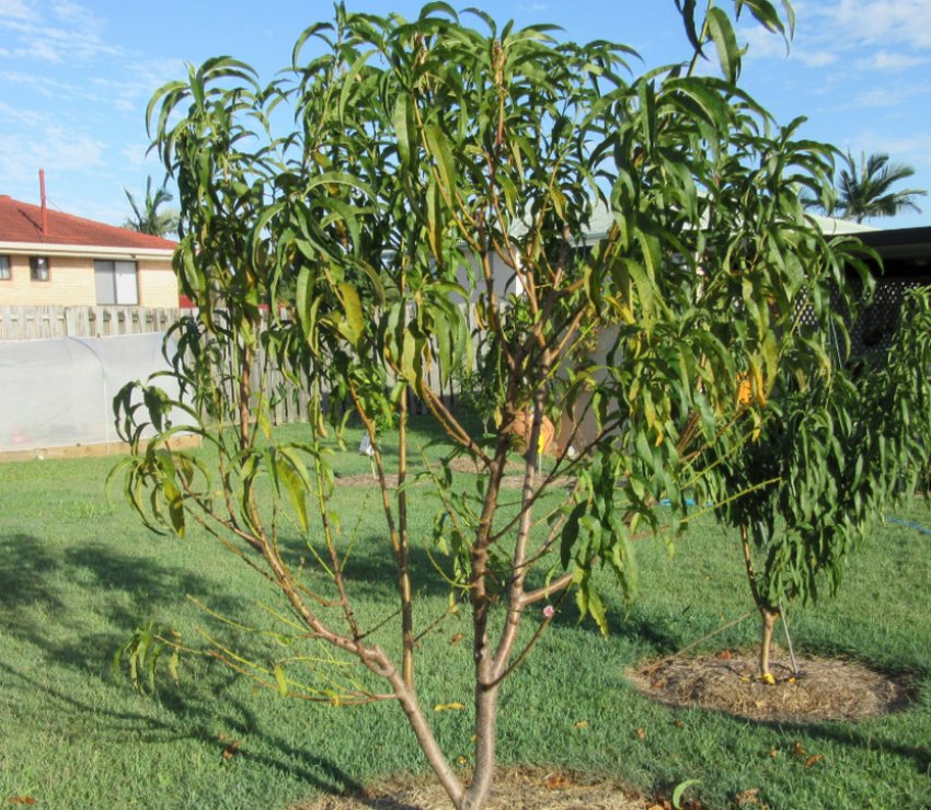 Дерево персика Кардинал Дерево персика Кардинал