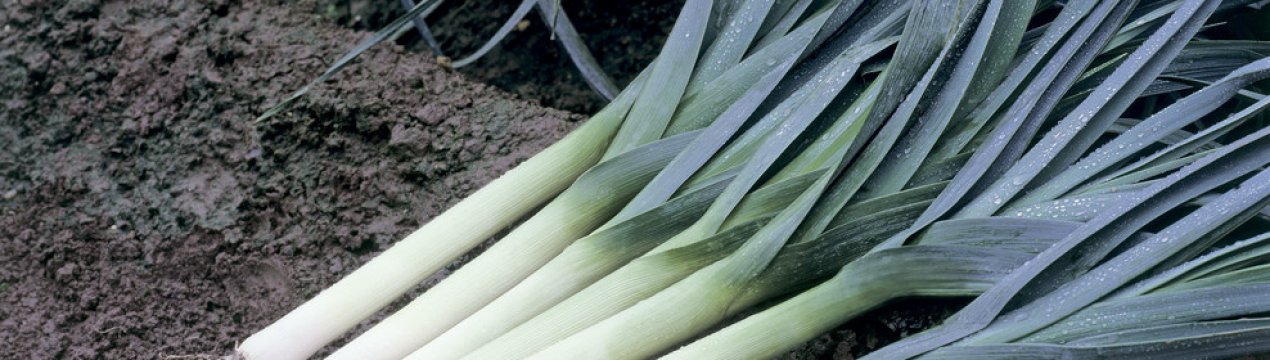 Чи можна залишати цибулю-порей під зиму
