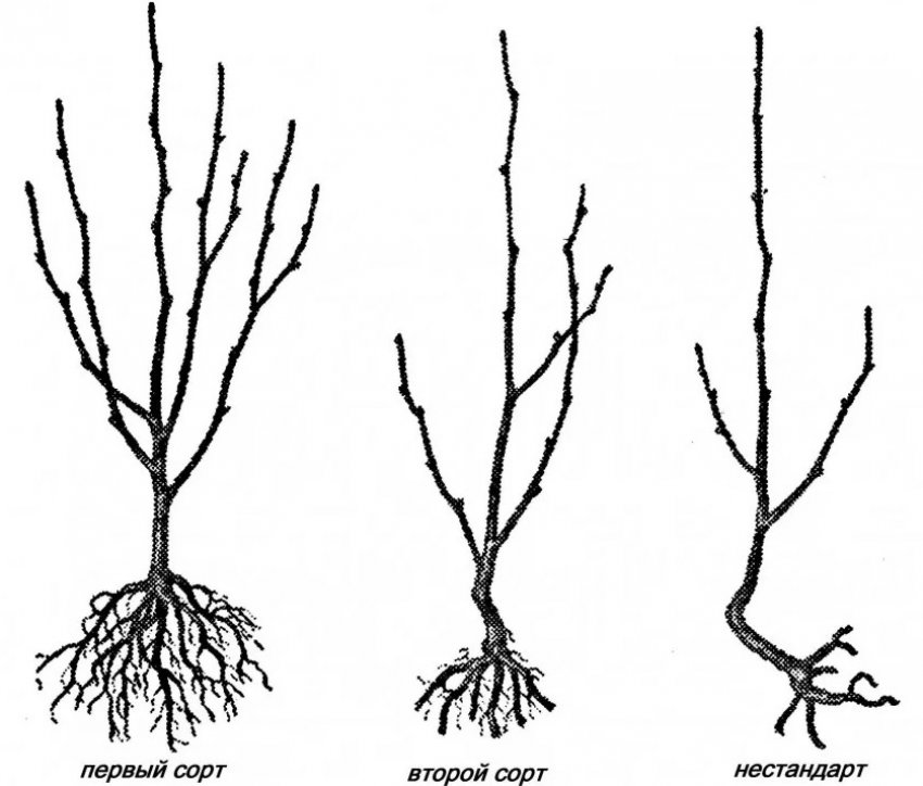 Вибір хорошого саджанця Вибір хорошого саджанця