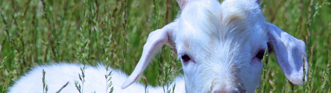 Козяча ферма організовує телеміст з супермаркетом