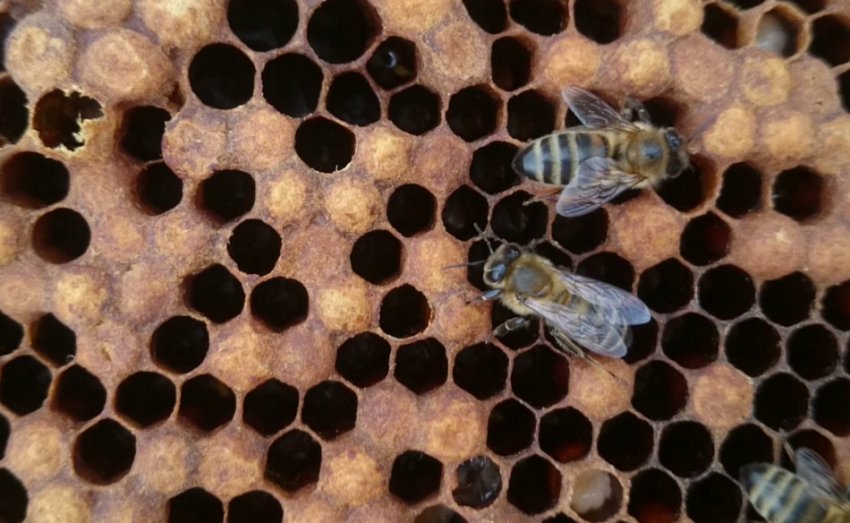 Трутовка Трутовка