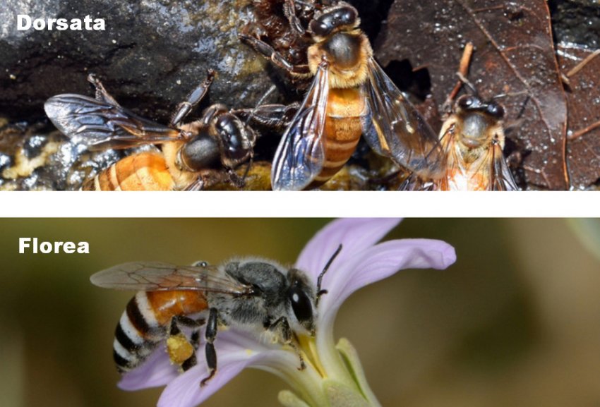 Бджоли Бджоли