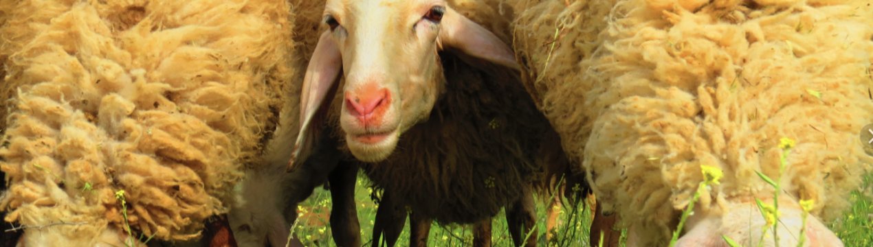 На нижегородських молочних фермах очікують іспанських незнайомок