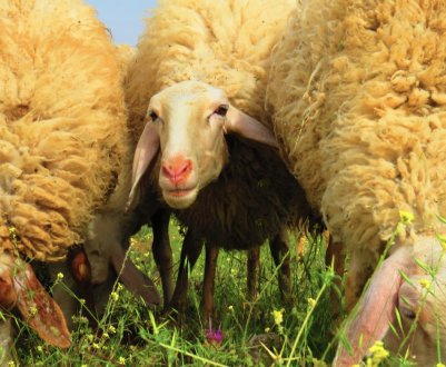 На нижегородських молочних фермах очікують іспанських незнайомок