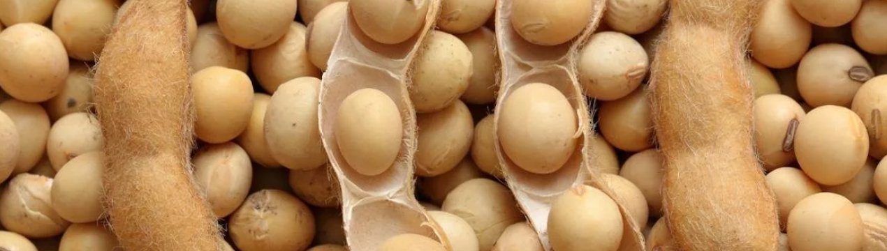 Бразильські виробники сої відкрили гарячу лінію для повідомлень про ринковій практиці Bayer