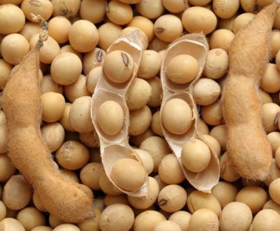 Бразильські виробники сої відкрили гарячу лінію для повідомлень про ринковій практиці Bayer