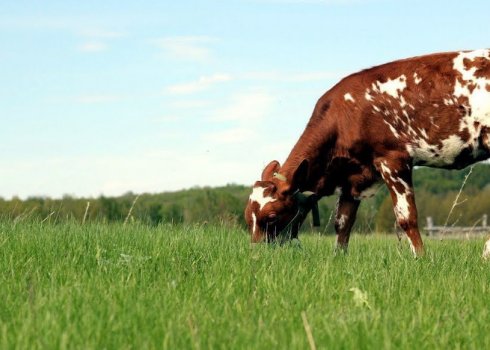 Якими методами визначити тільність корови в домашніх умовах